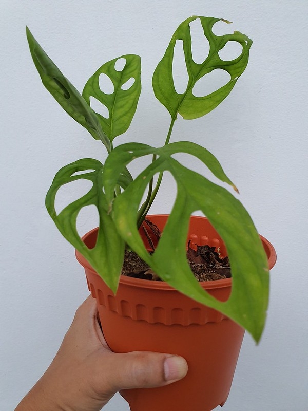 Potted plant. Leaves with fenestrations (windows).