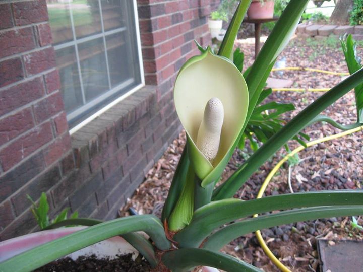 Form