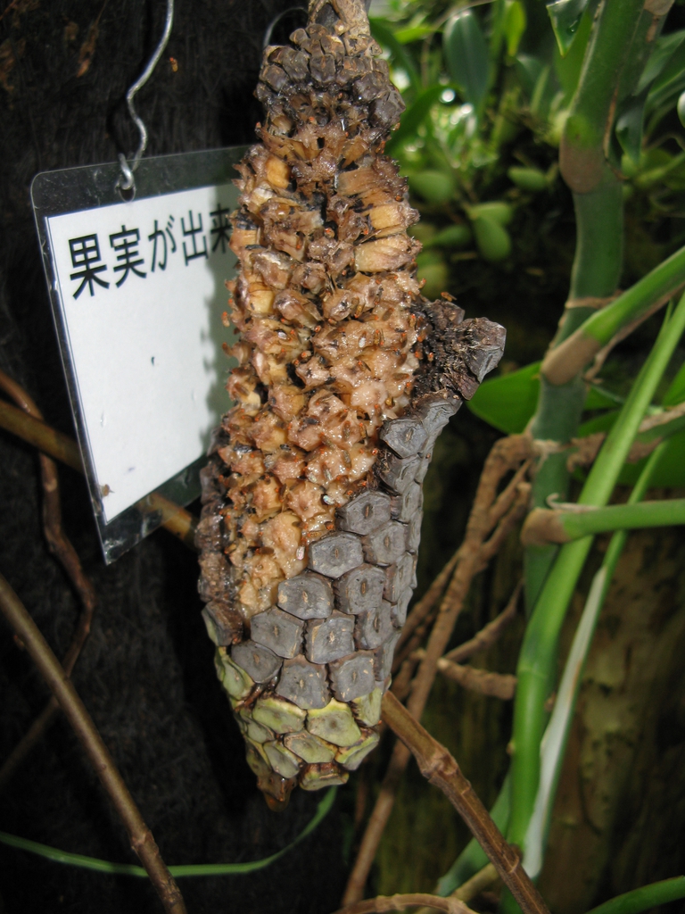 Fruit