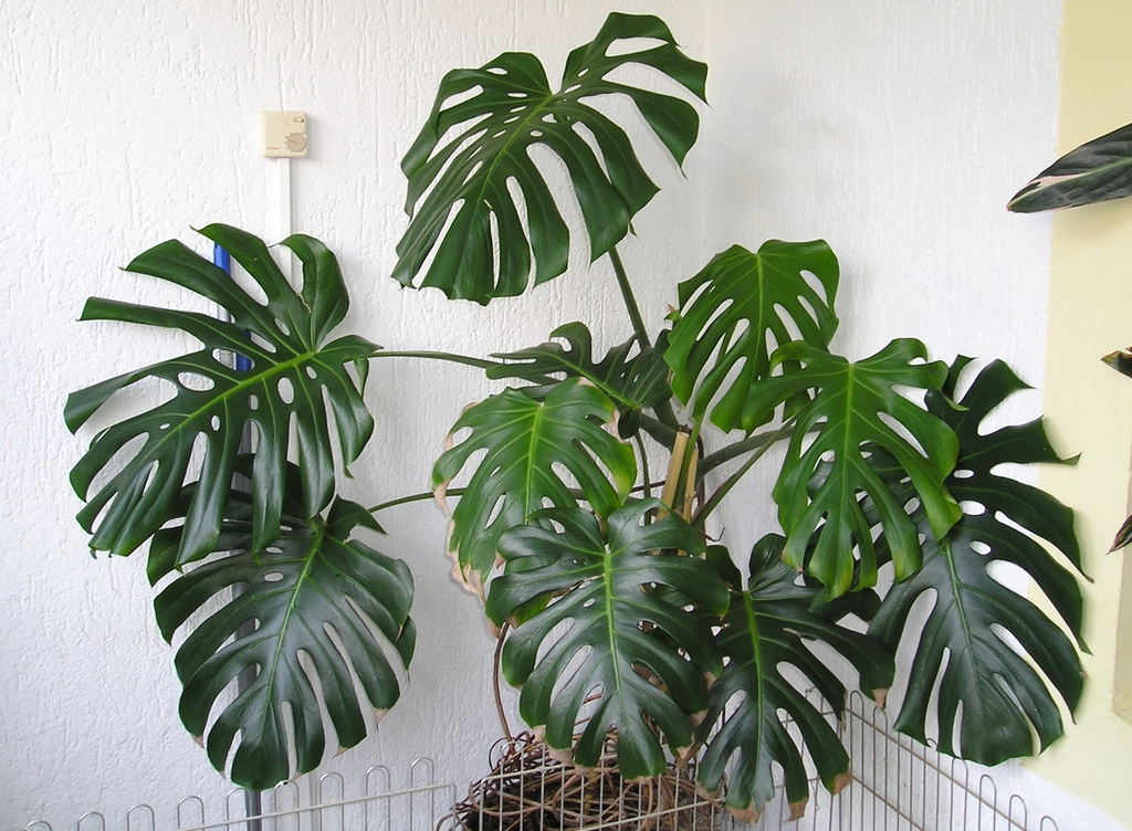 Potted form