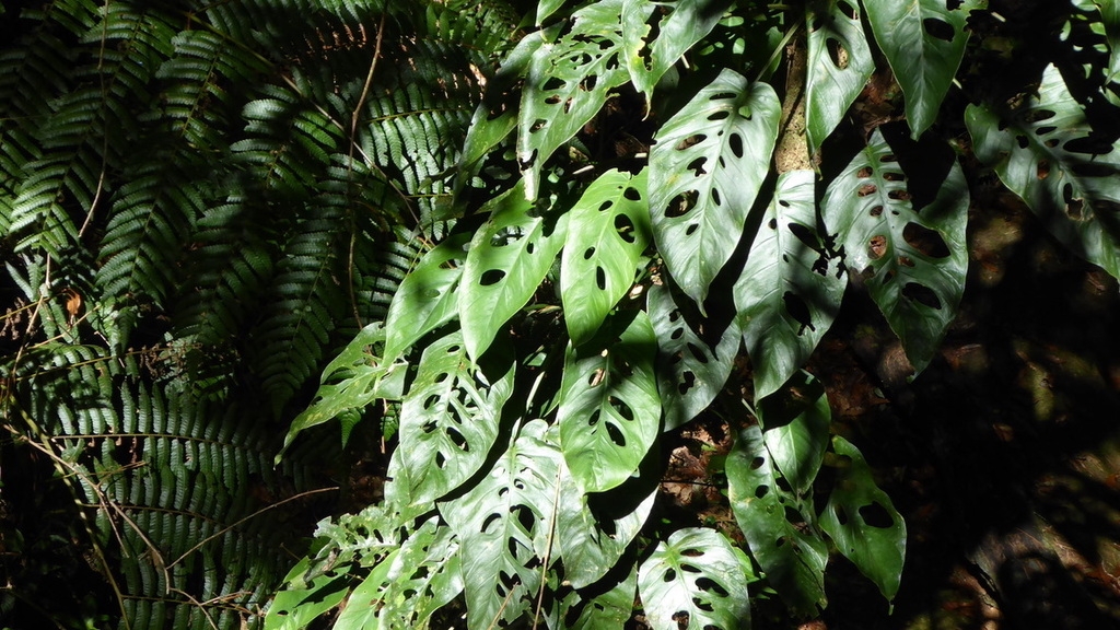 Climber with bright green, fenestrate leaves.