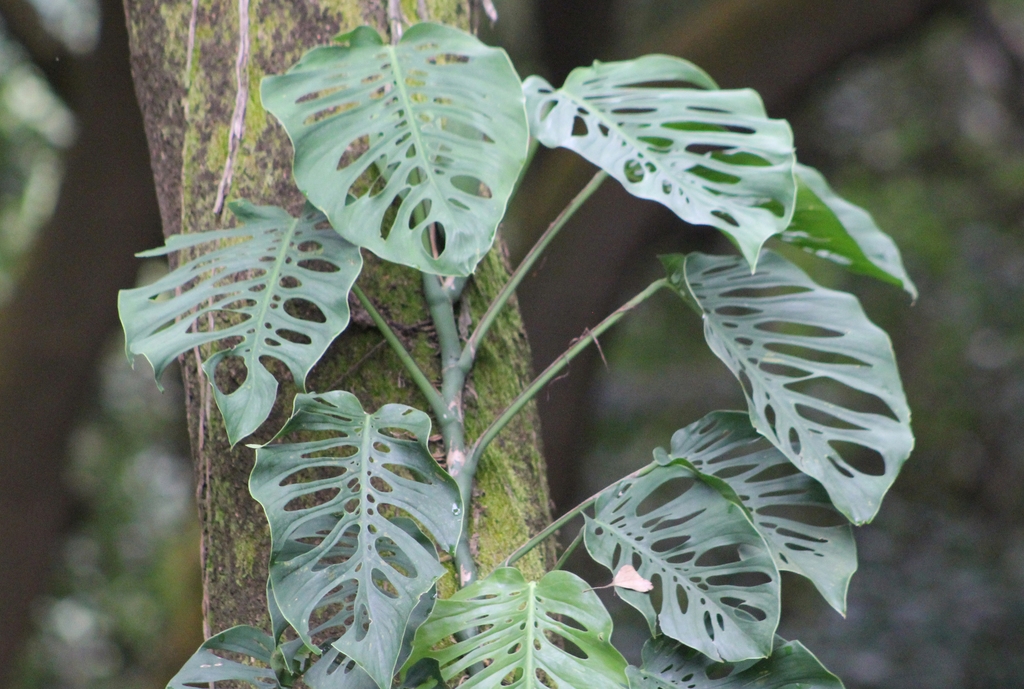 Climber with bright green, fenestrate leaves.