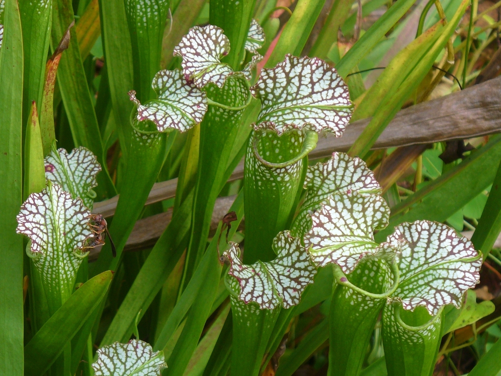 Close-up on the white-with-red-veins tops of the pitchers