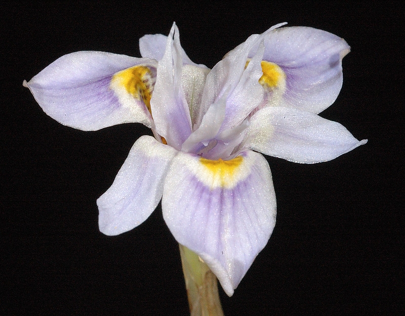 A blue 3-parted iris-like flower with dark yellow eye spots.