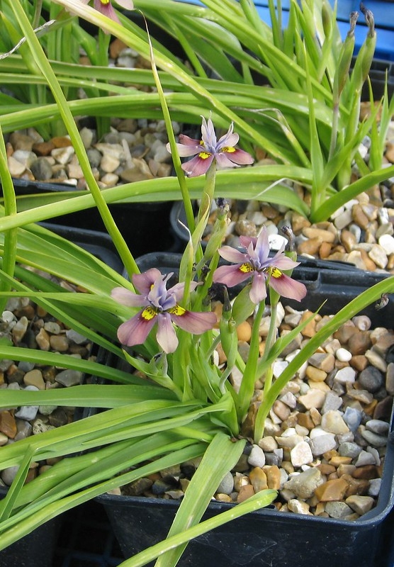 A grassy plant with many flower stalks bearing bluish flowers.