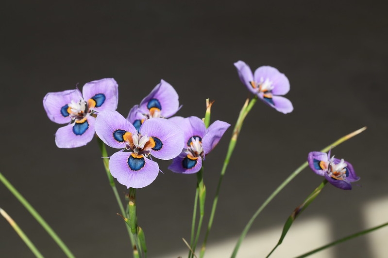 blue flowers with dark blue & yellow eye spots