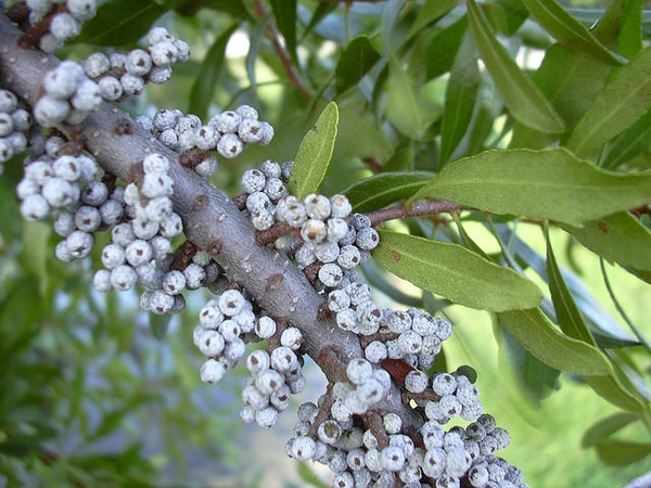 Myrica cerifera