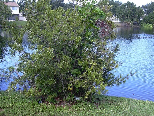 Myrica cerifera