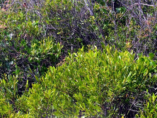 Myrica cerifera