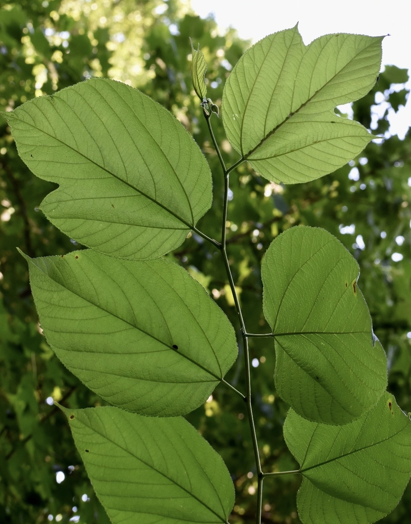 Stem & Underside Leaves - July - Warren Co., NC