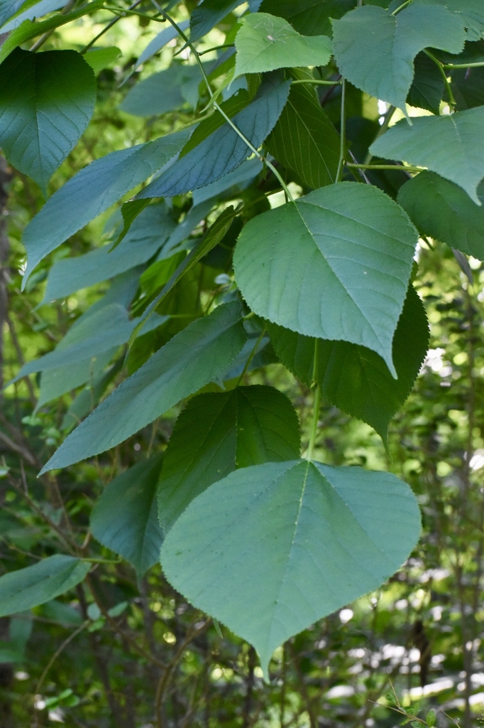 Leaves - June - Halifax Co., NC