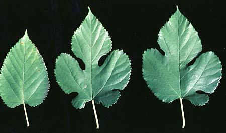 Morus alba