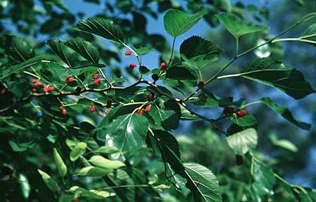 Morus rubra