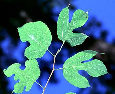 Morus rubra