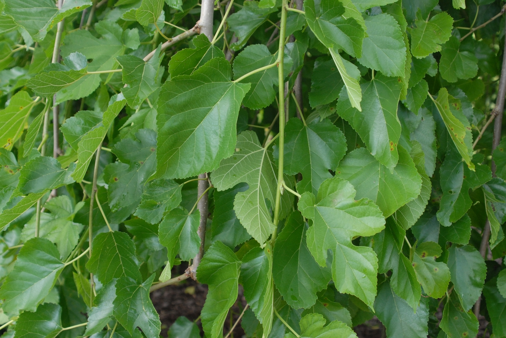 Morus alba
