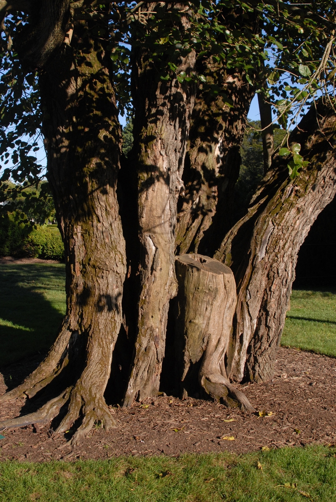 Morus alba