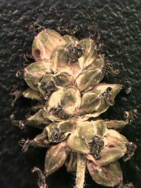 Morus alba