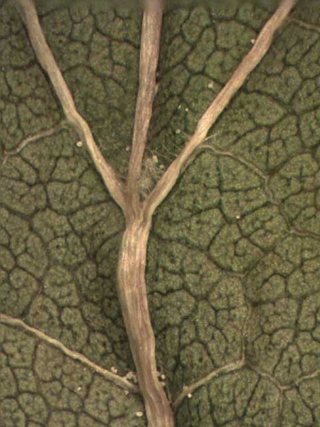 Morus alba