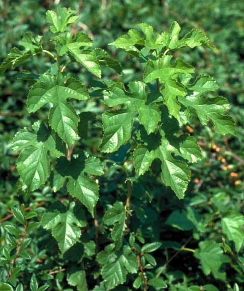 Morus alba