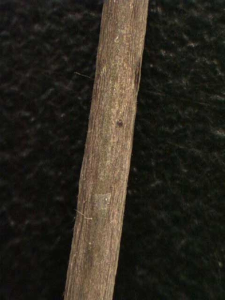 Morus alba