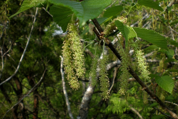 Morus rubra 'Travis'