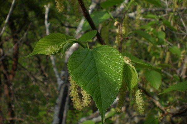 Morus rubra 'Travis'