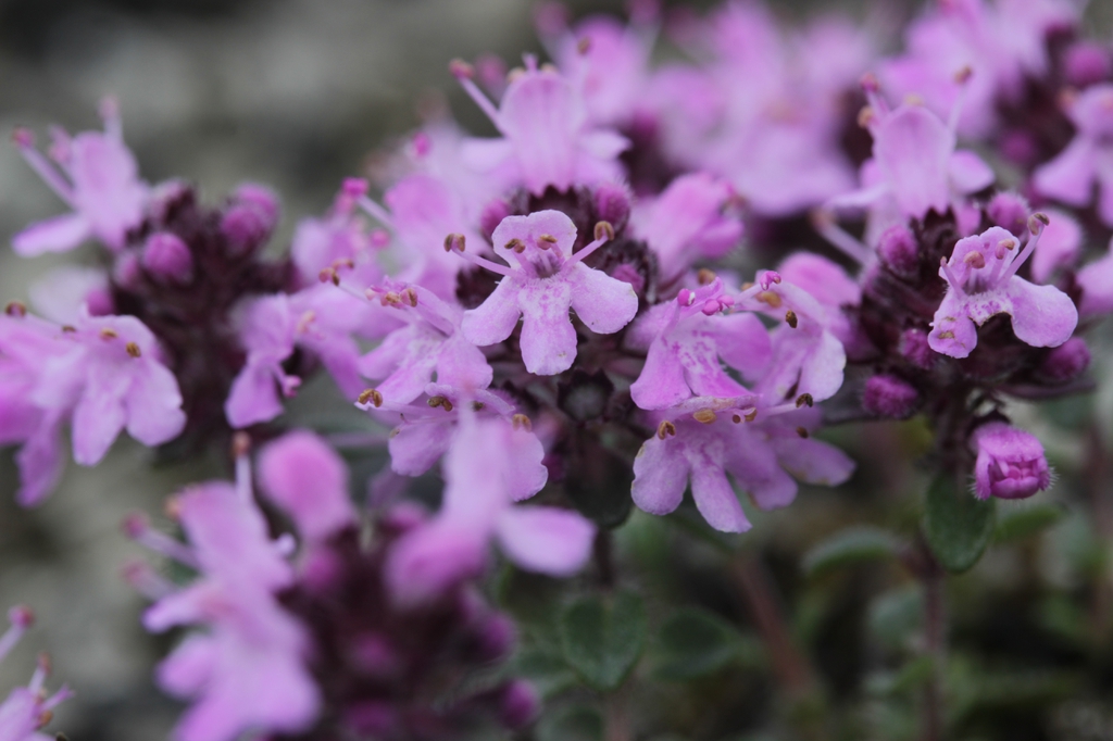 Thymus praecox