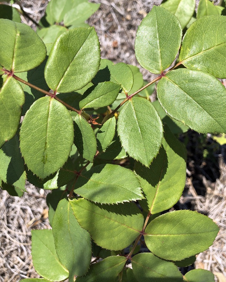 Leaf