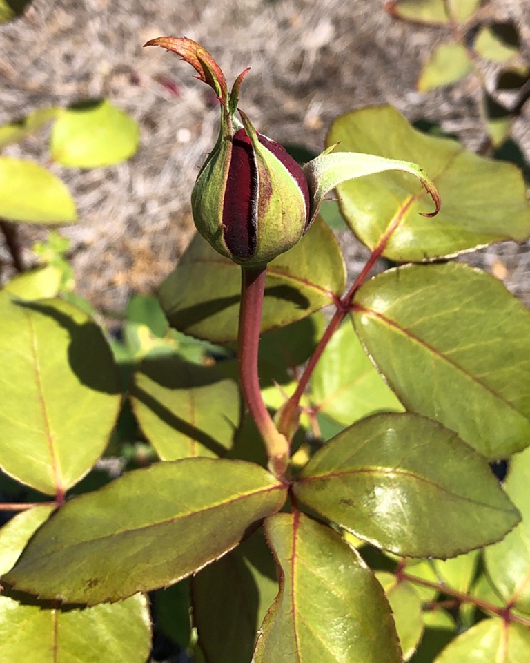 Bud