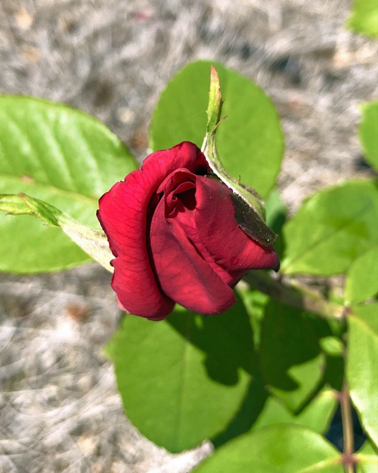 Opening bud