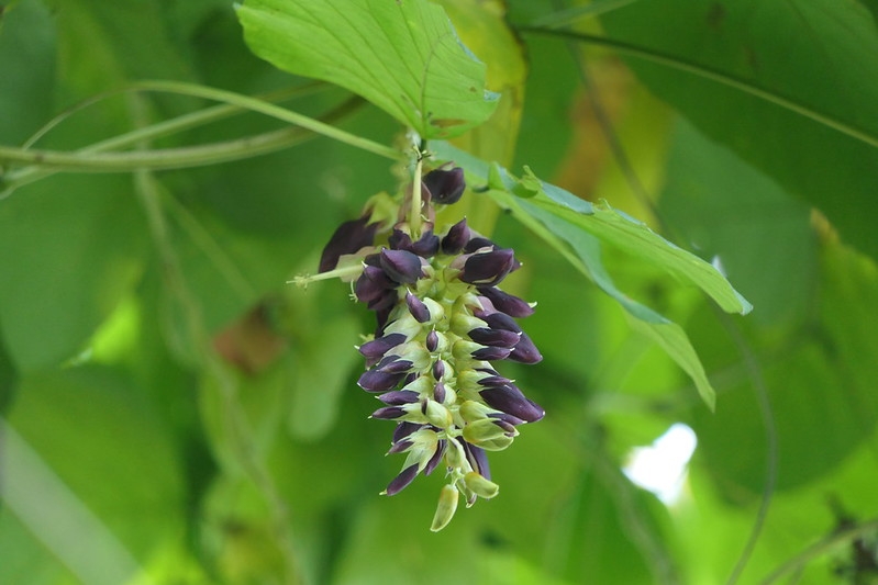 A dangling raceme of dark purple pea flowers