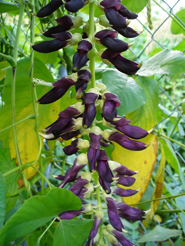 A dangling raceme of dark purple pea flowers