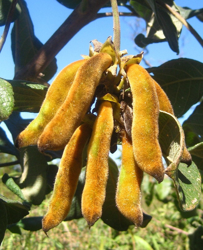 A cluster of densely hairy bean pods.