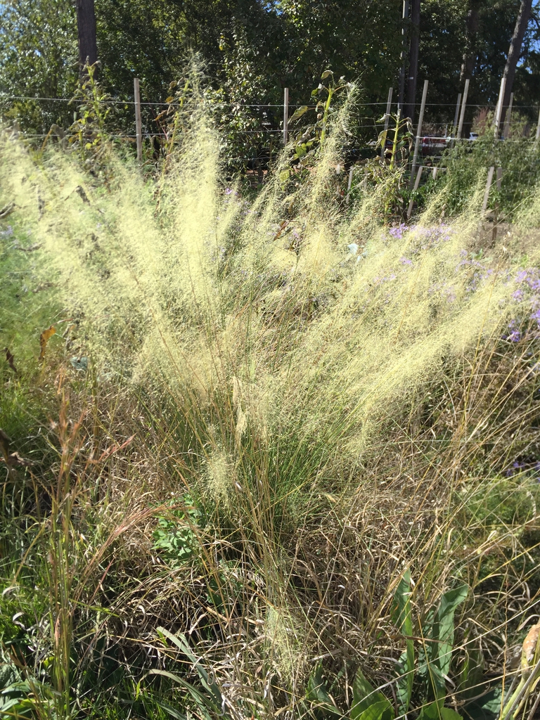 'White Cloud' form