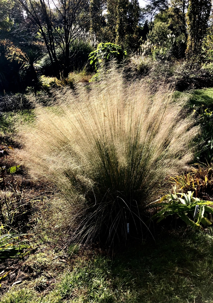 Form - Fall - Wake Co., NC