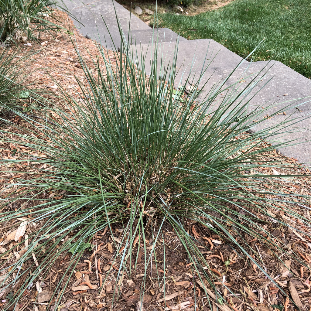 Muhlenbergia capillaris
