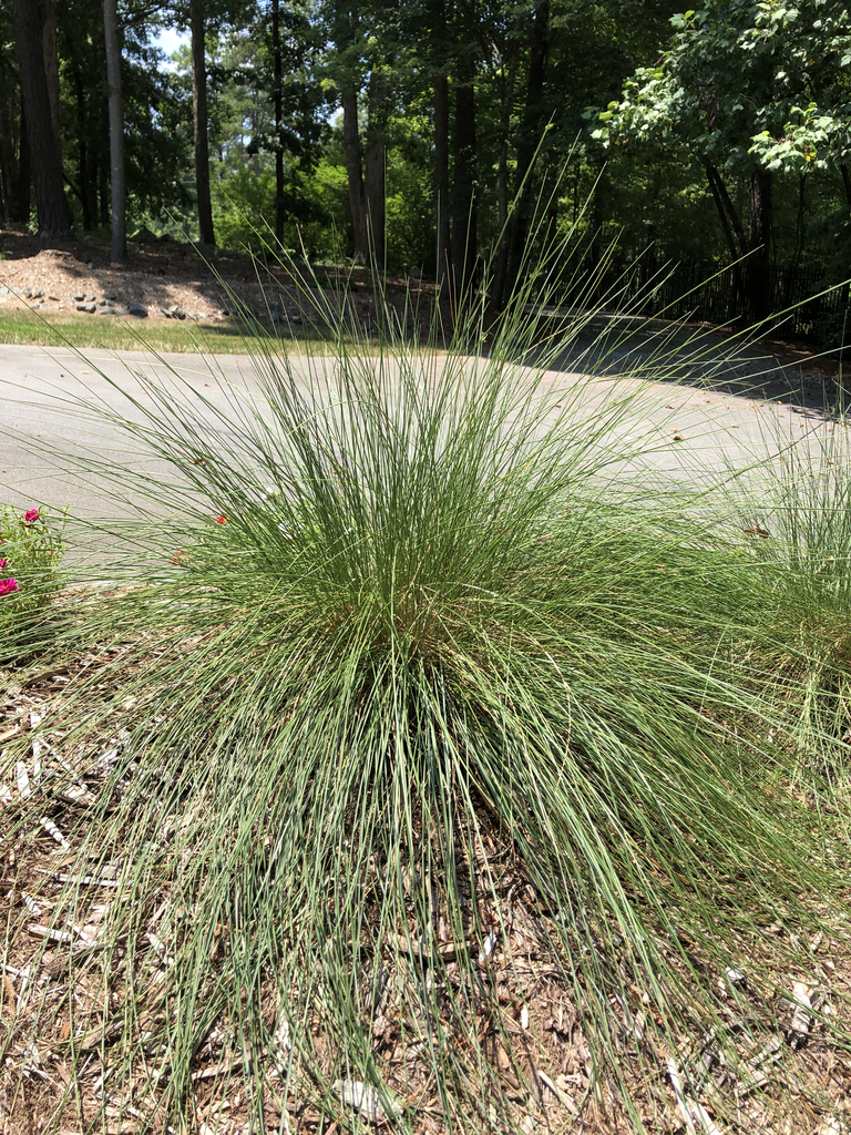 Muhlenbergia capillaris
