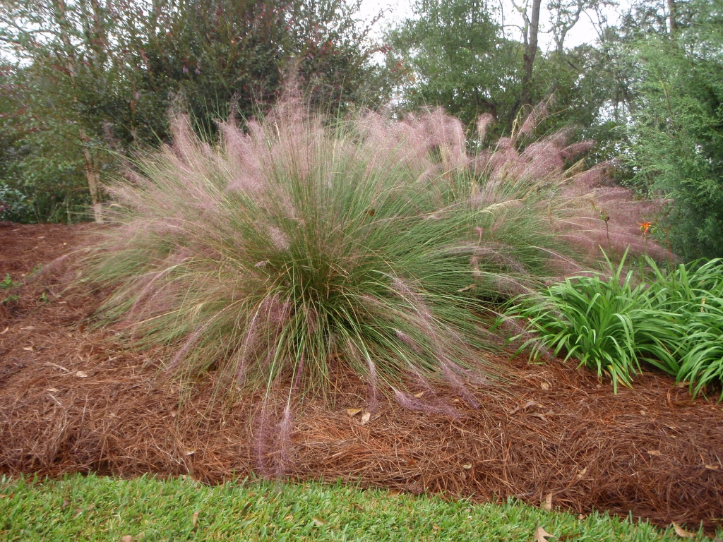 growth habit