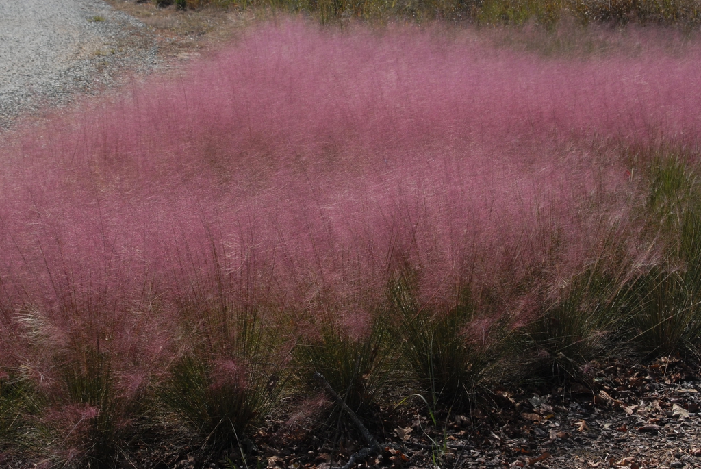 Plant Close-Up