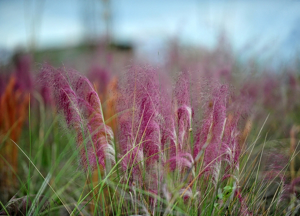 Muhlenbergia capillaris