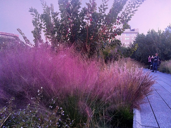 Muhlenbergia capillaris