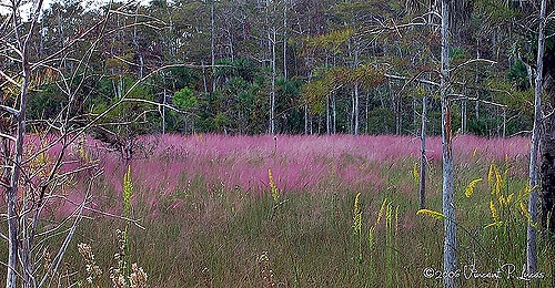 Muhlenbergia capillaris