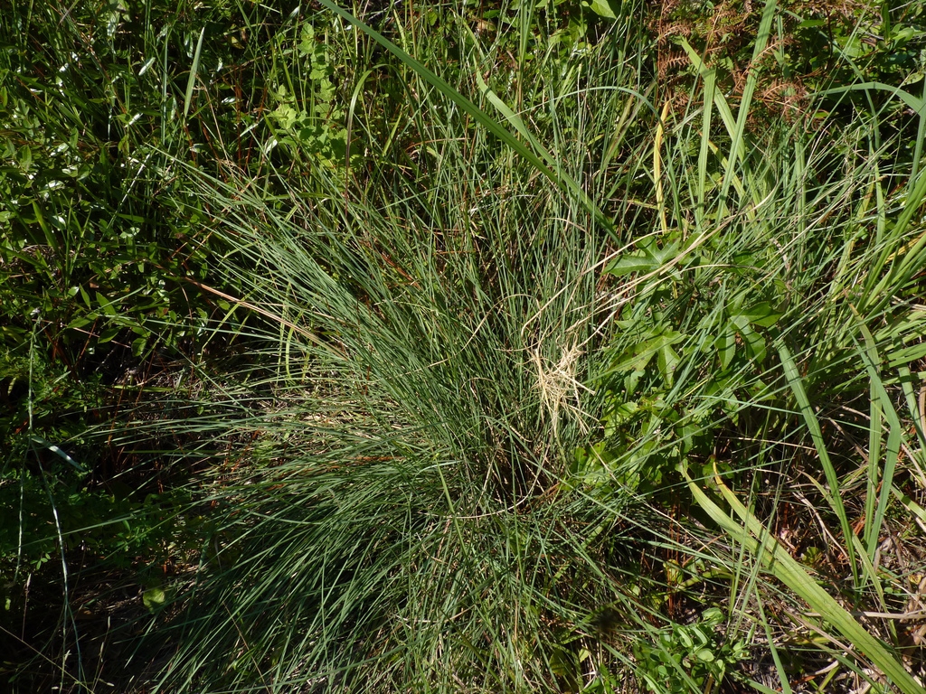 Form