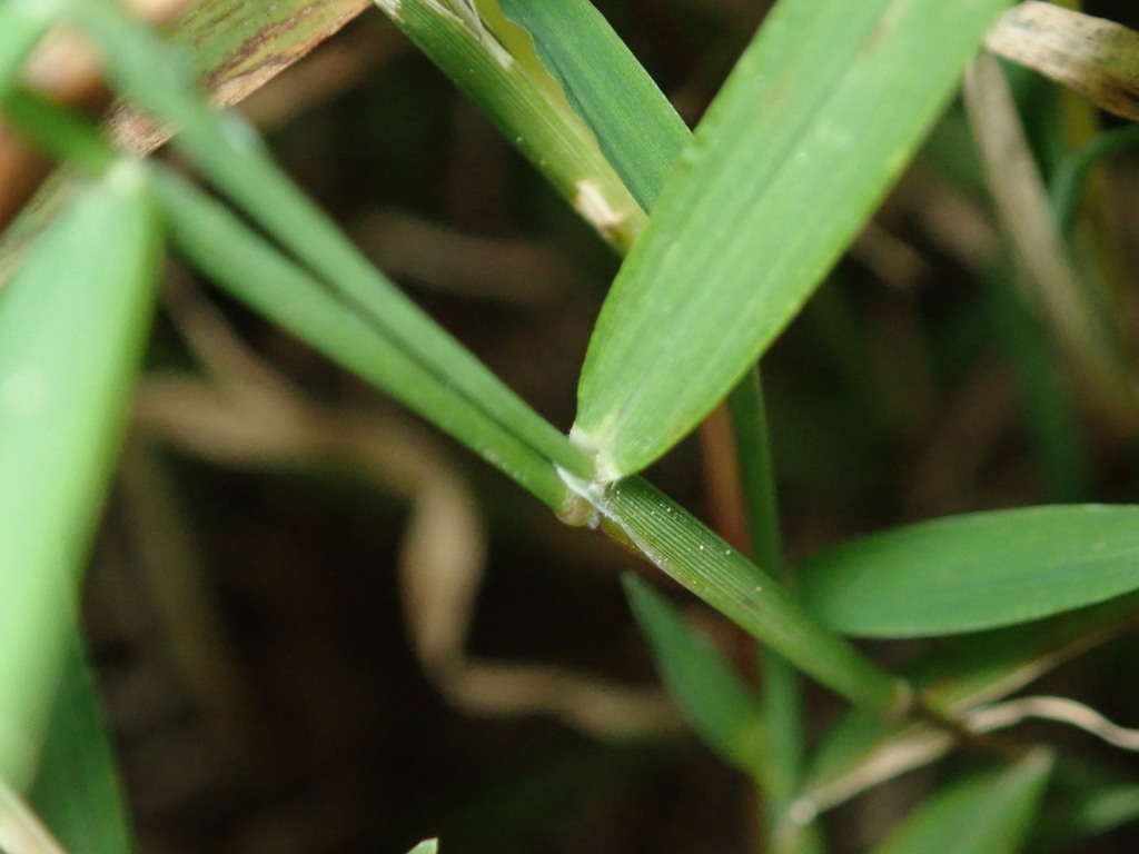 Leaf attachment and stem
