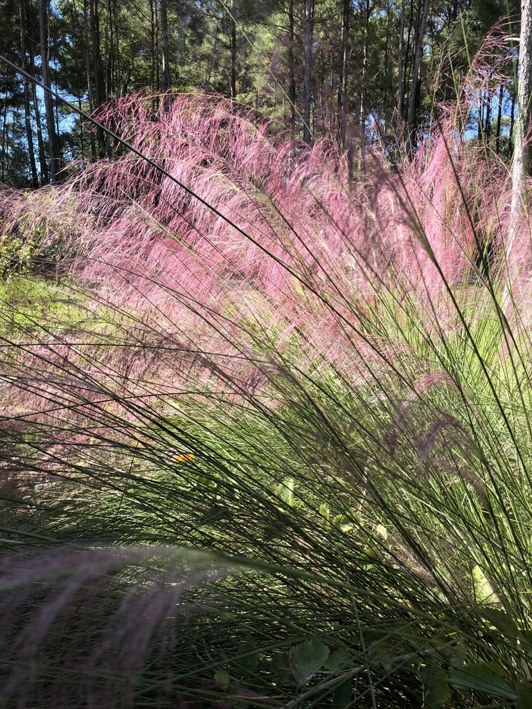 Form in bloom