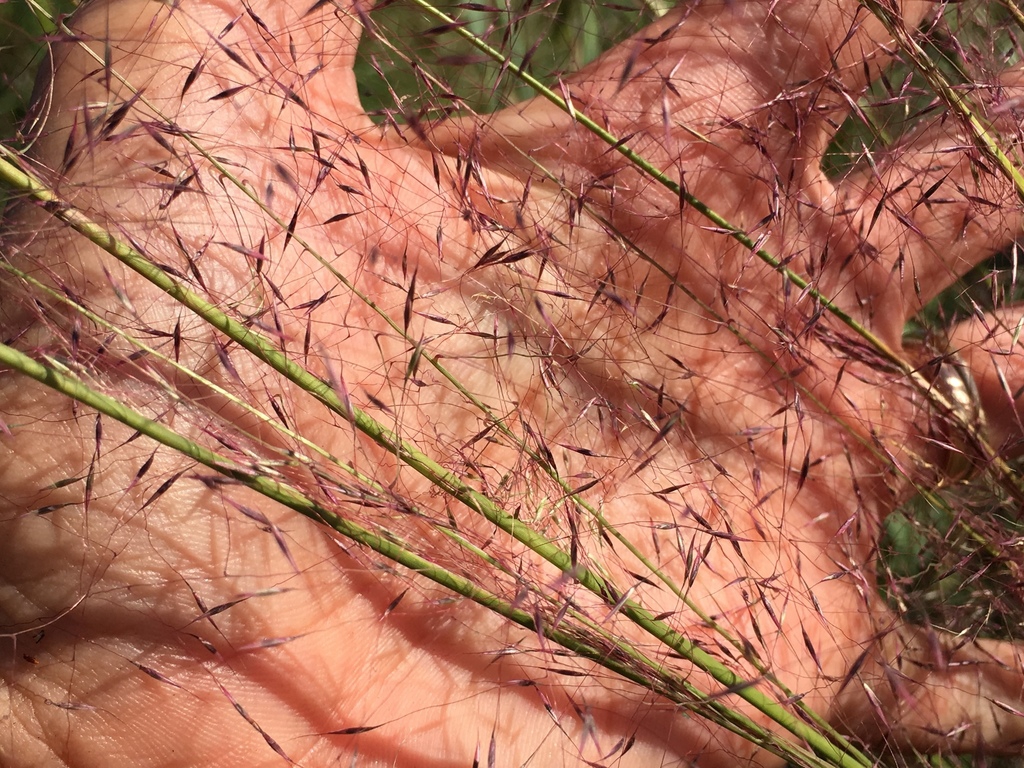 Leaves and stem