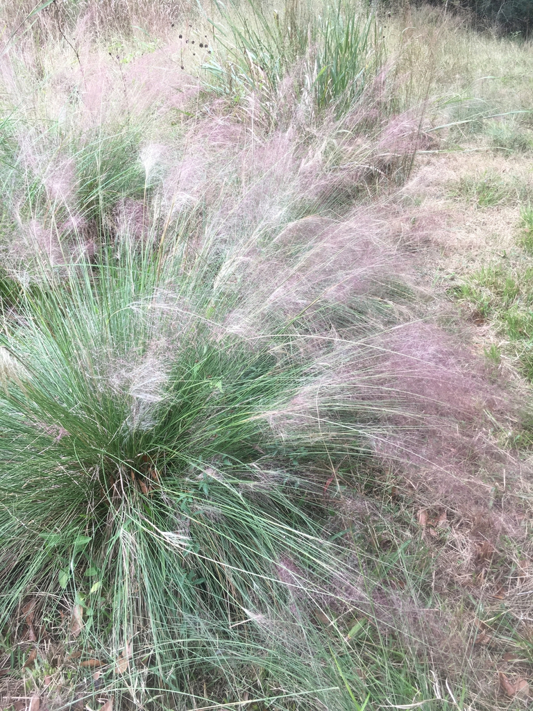 Form