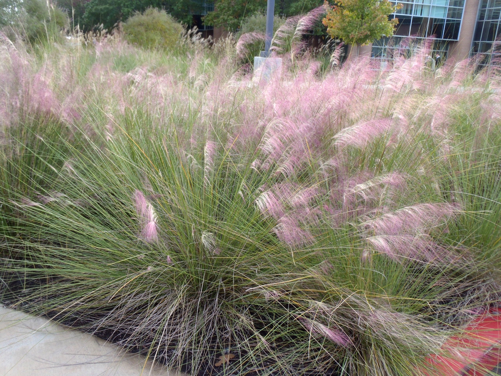 Muhlenberia capillaris