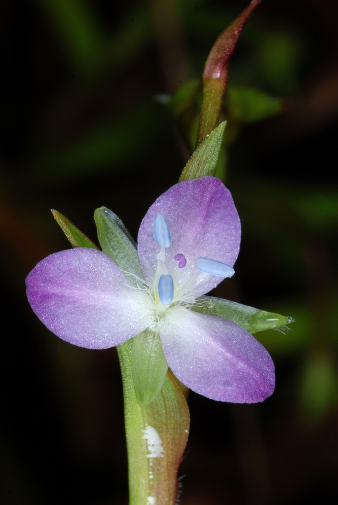 Flower detail