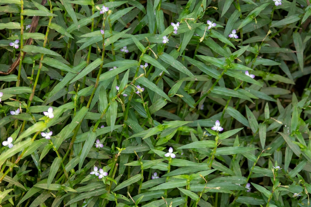 Form